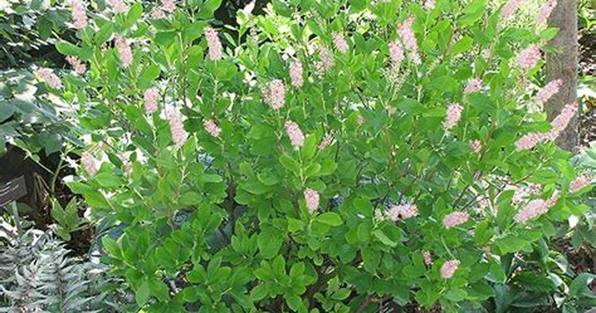 Do Deer Like Clethra?