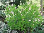 Do Deer Like Clethra?