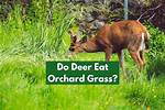 Do Deer Like Grass?