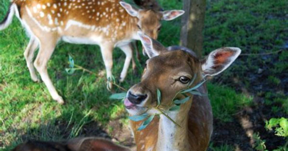 Do Deer Like Thickets?