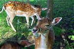 Do Deer Like Thickets?