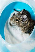 Do Degus Need Dust Baths?