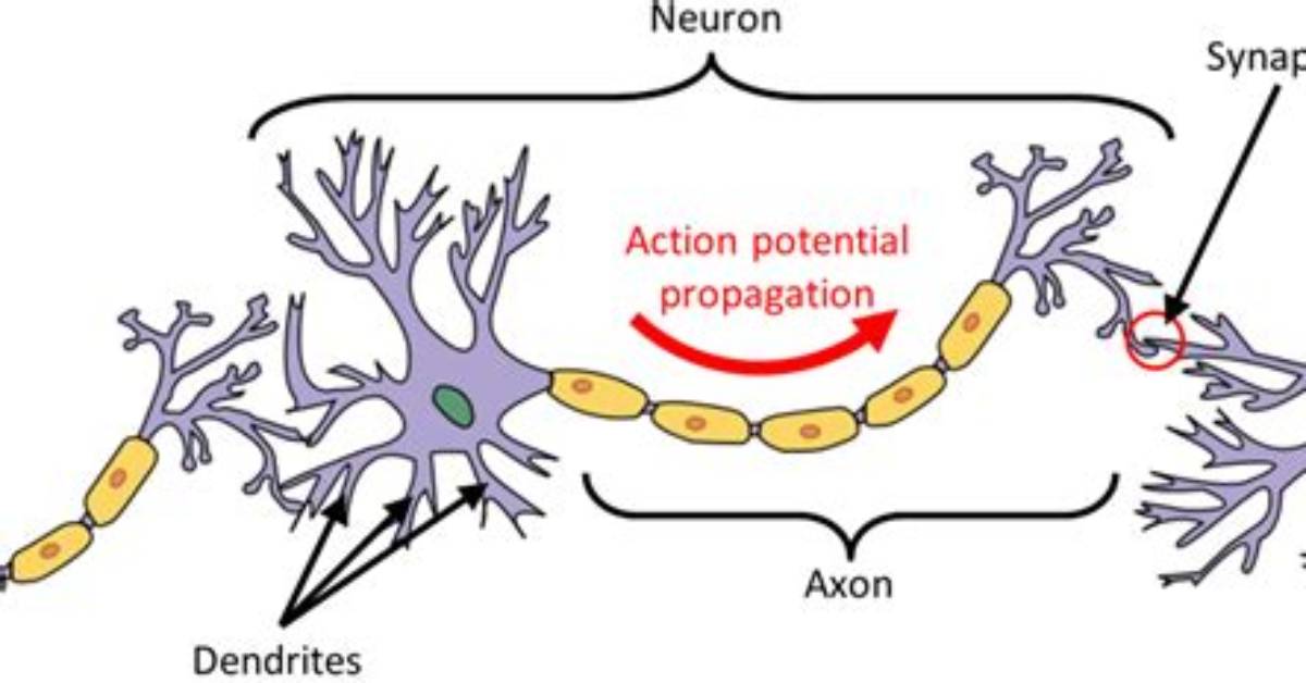 Do Dendrites Have Synapses?