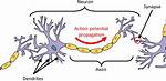 Do Dendrites Have Synapses?
