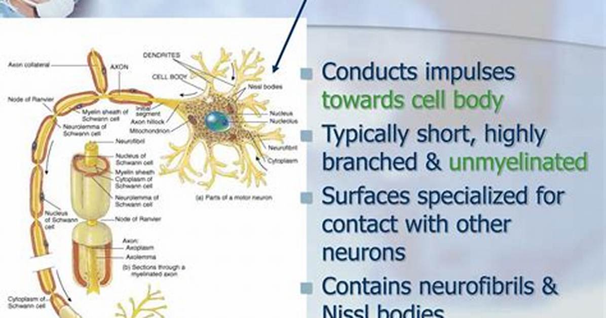 Do Dendrites Send or Receive?