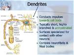 Do Dendrites Send or Receive?