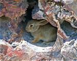 Do Desert Cottontails Burrow?