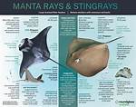 Do Devil Rays Sting?