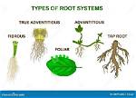 Do Dicots Have Adventitious Roots?