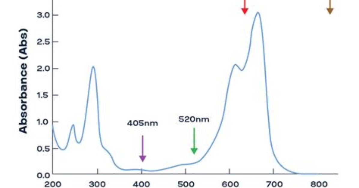 Do Different Wavelengths Affect Absorbance?