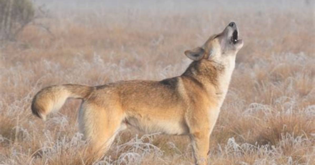 Do Dingoes Howl