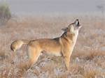 Do Dingoes Howl