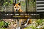 Do Dingoes Make Noise