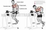 Do Dips Work Lateral Deltoids?
