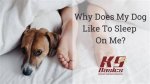 Do Dog Sleep Walk?