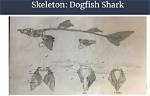 Do Dogfish Have Bones?
