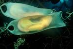 Do Dogfish Lay Eggs?