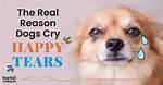 Do Dogs Cry Tears?