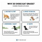 Do Dogs Eat Toadstools?