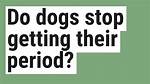 Do Dogs Ever Stop Menstruating?