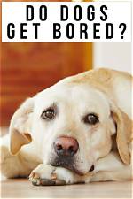 Do Dogs Get Bored?
