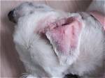 Do Dogs Get Chafing?