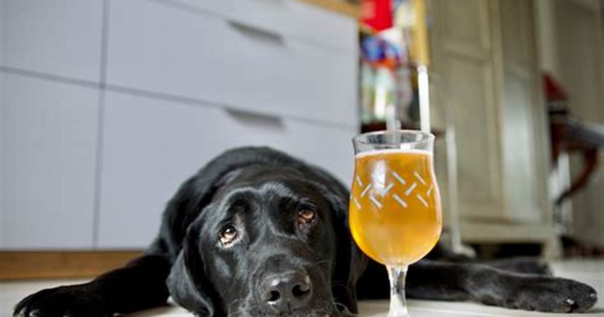 Do Dogs Get Drunk?