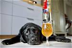 Do Dogs Get Drunk?