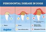 Do Dogs Get Gingivitis?