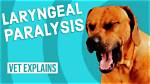 Do Dogs Get Laryngitis?