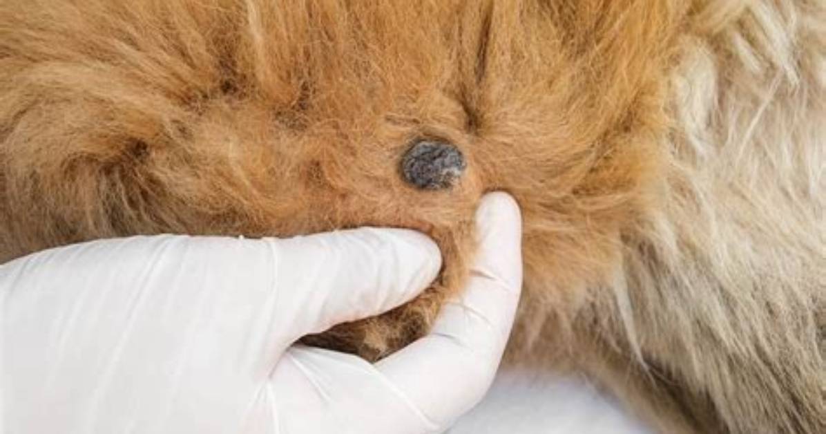 Do Dogs Get Skin Testing?