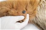 Do Dogs Get Skin Testing?