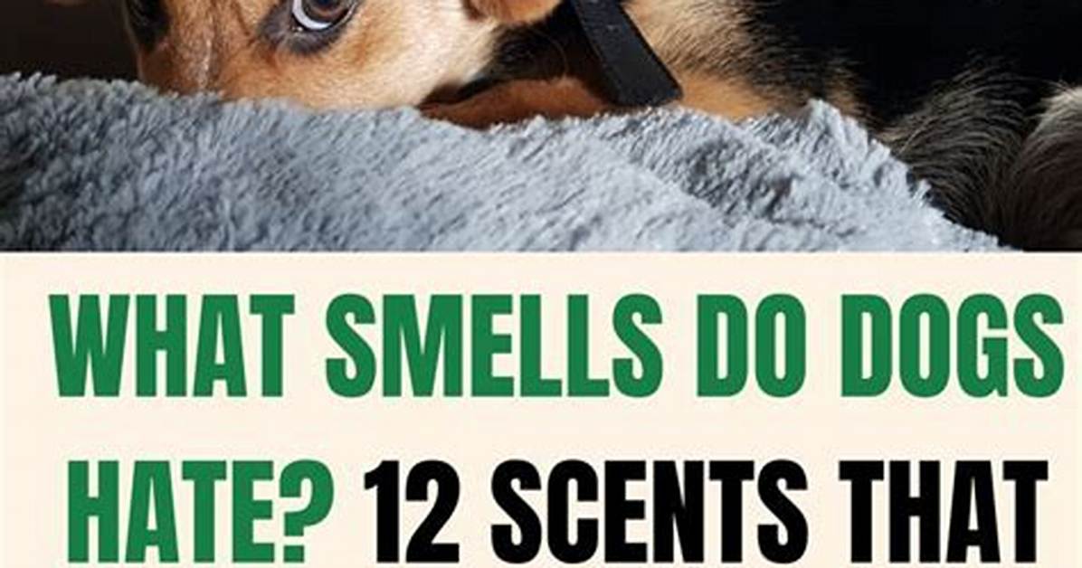 Do Dogs Hate Flies?