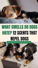 Do Dogs Hate Flies?