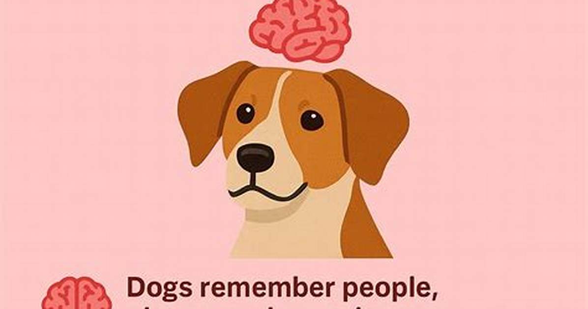 Do Dogs Have Declarative Memory?