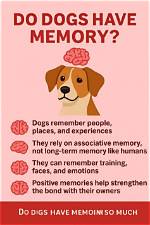 Do Dogs Have Declarative Memory?