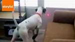 Do Dogs Like Chasing Lasers?