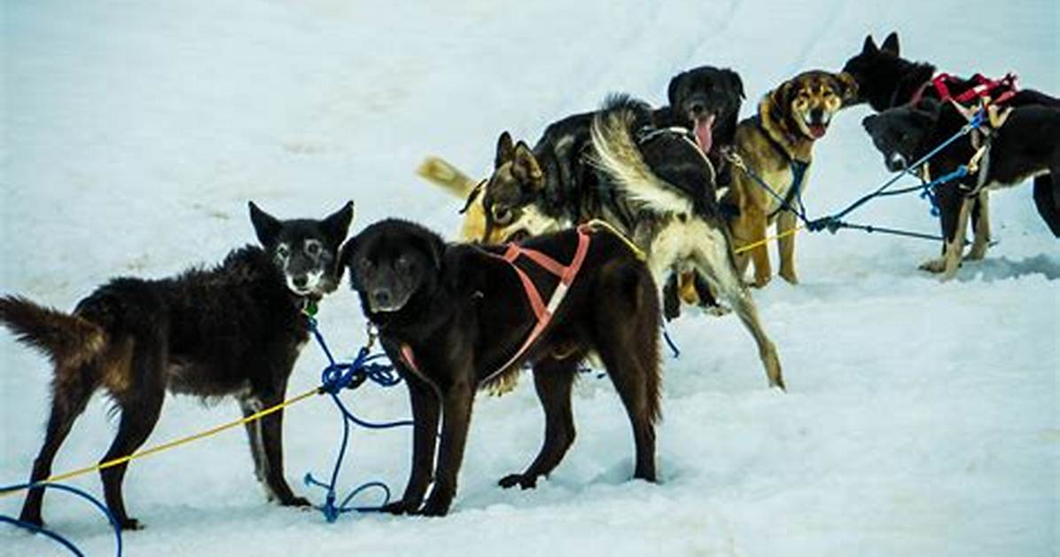 Do Dogs Like Mushing?
