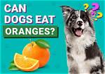 Do Dogs Like Oranges?