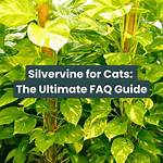 Do Dogs Like Silvervine?
