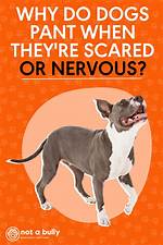 Do Dogs Pant When Scared?