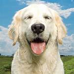 Do Dogs Really Laugh?