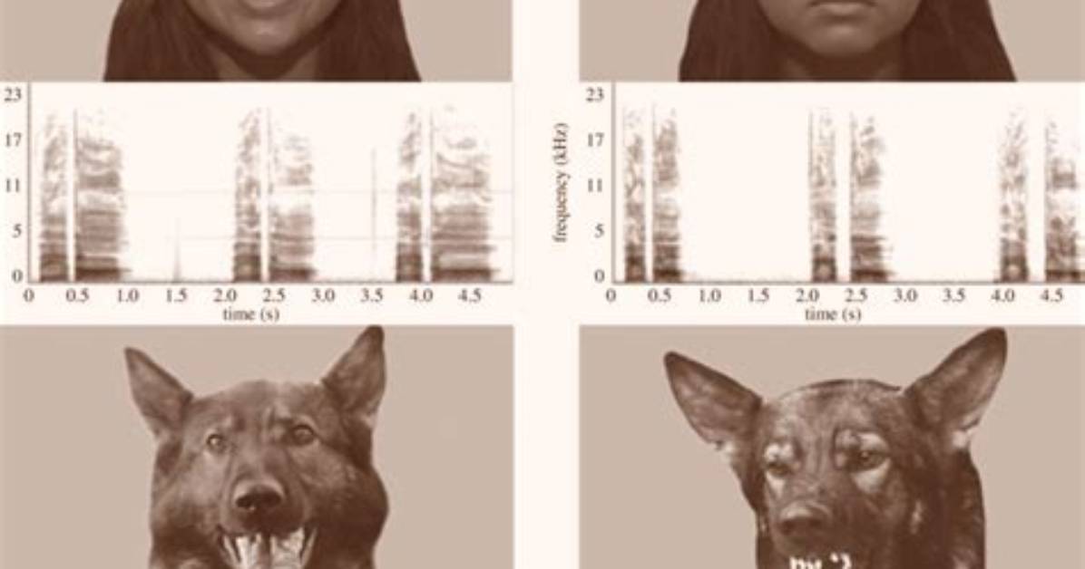 Do Dogs Recognize Faces?