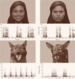 Do Dogs Recognize Faces?