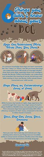 Do Dogs Think About Things?