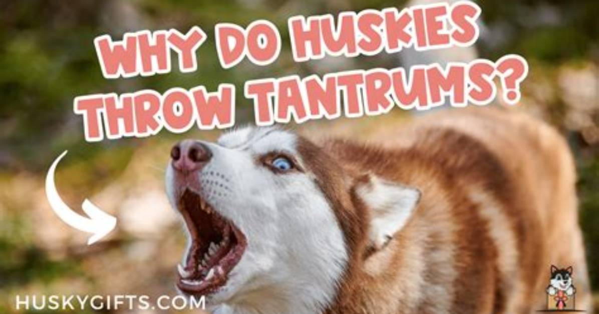 Do Dogs Throw Tantrums?