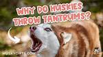 Do Dogs Throw Tantrums?