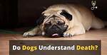 Do Dogs Understand Death?
