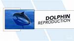 Do Dolphin Fish Lay Eggs?