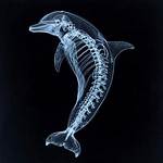Do Dolphins Have Arm Bones